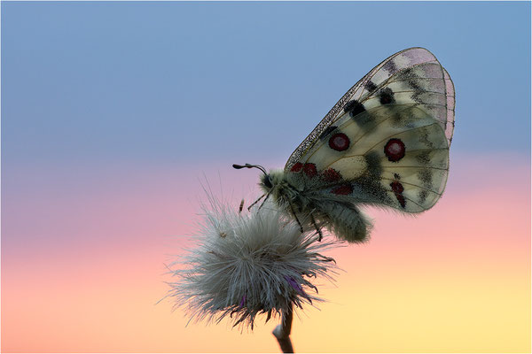 Roter Apollo (Parnassius apollo nivatus), Frankreich, Dep. Jura