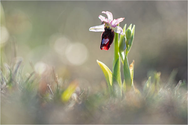 Ophrys aurelia, Bouches-du-Rhône