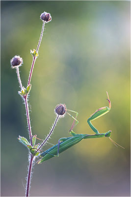 Europäische Gottesanbeterin (Mantis religiosa), Weibchen, Deutschland, Baden-Württemberg