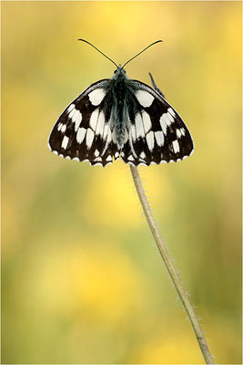 Schachbrettfalter (Melanargia galathea), Männchen, Deutschland, Baden-Württemberg