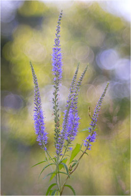 Langblättriger Ehrenpreis (Veronica longifolia), Deutschland, Baden-Württemberg