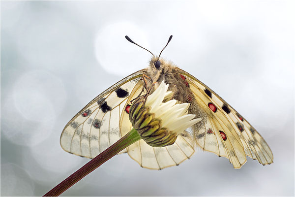 Hochalpen-Apollo (Parnassius phoebus), Italien, Region Aostatal