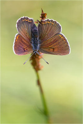 Lilagold-Feuerfalter (Lycaena hippothoe eurydame), Weibchen, Italien, Region Aostatal, 2100m