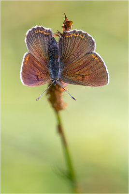 Lilagold-Feuerfalter (Lycaena hippothoe eurydame), Weibchen, Italien, Region Aostatal, 2100m