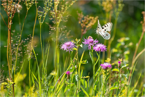 Roter Apollo (Parnassius apollo apollo), Schweden, Småland
