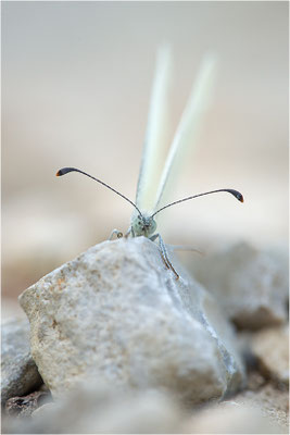 Östlicher Tintenfleck.Weißling (Leptidea cf. duponcheli), Frankreich, Dep. Drôme