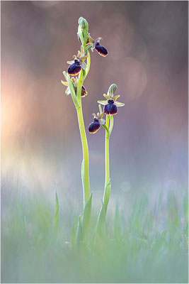 Ophrys passionis, Bouches-du-Rhône