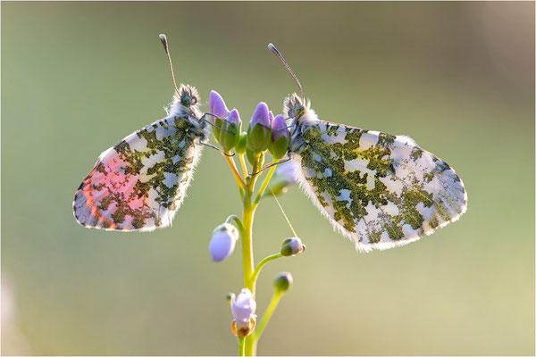 Aurorafalter (Anthocharis cardamines), Paar, Deutschland, Baden-Württemberg