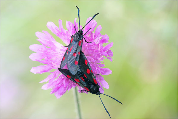 Großes Fünffleck-Widderchen (Zygaena lonicerae), Frankreich, Savoye