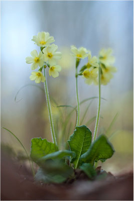 Hohe Schlüsselblume (Primula elatior), Deutschland, Baden-Württemberg