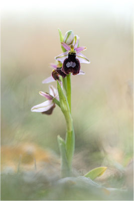 Ophrys aurelia, Bouches-du-Rhône