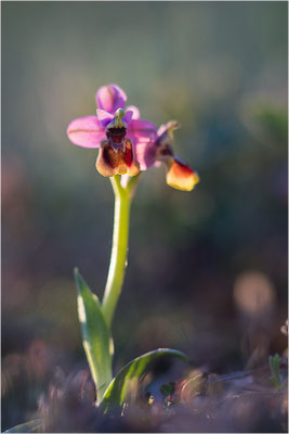 Ophrys tenthredinifera