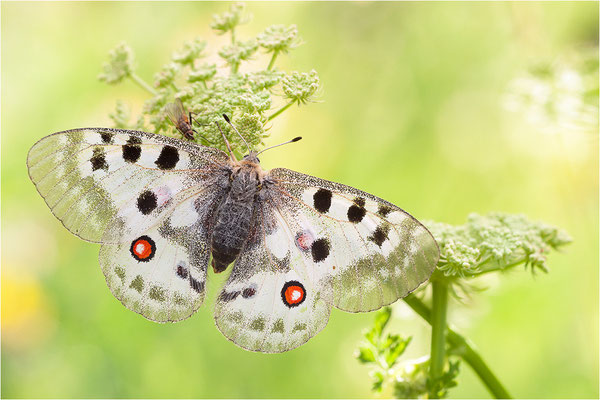 Roter Apollo (Parnassius apollo valesiacus), Schweiz, Kanton Wallis