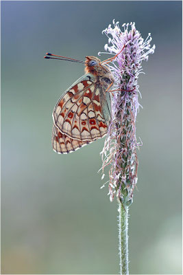 Stiefmütterchen-Perlmutterfalter (Argynnis niobe), Schweiz, Kanton Bern