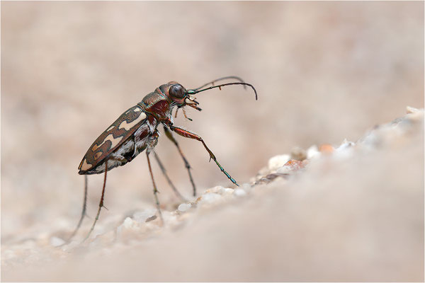 Lophyra flexuosa flexuosa, Frankreich, Ardèche