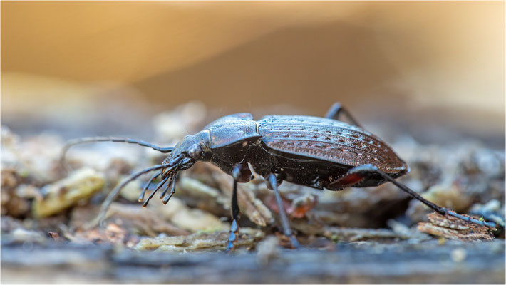 Körniger Laufkäfer (Carabus granulatus), Deutschland, Baden-Württemberg