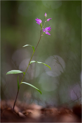 Rotes Waldvöglein (Cephalanthera rubra), Oberbayern, Deutschland