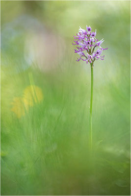 Affen-Knabenkraut (Orchis simia), Frankreich, Drôme