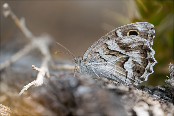 Hipparchia fidia, Frankreich Dep. Var