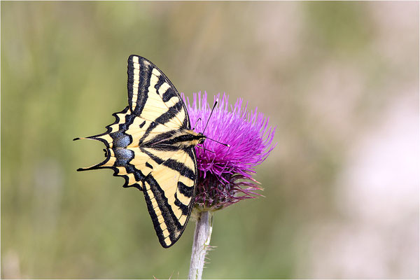 Südlicher Schwalbenschwanz (Papilio alexanor destelensis), Männchen, Frankreich, Var