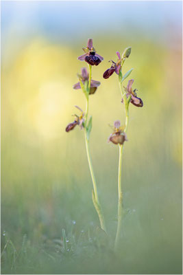 Ophrys ×costei - Ophrys aveyronenis × Ophrys passionis