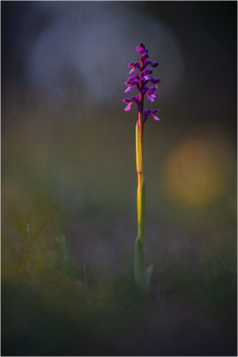Kleine Hundswurz (Anacamptis morio picta), Dep. Var, Frankreich