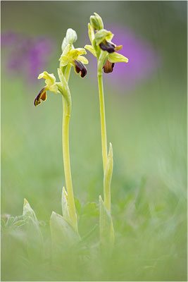 Ophrys sulcata