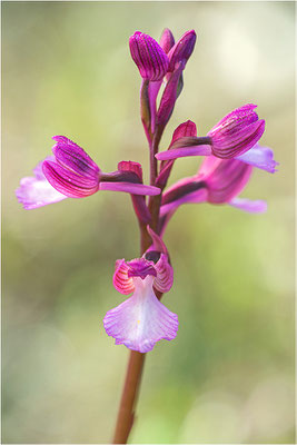 Anacamptis ×gennarii - Hybride aus Schmetterlings-Hundswurz (Anacamptis papilionacea) und Kleiner Hundswurz (Anacamptis morio picta),, Dep. Var, Frankreich