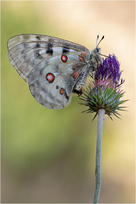 Roter Apollo (Parnassius apollo antijesuitus), Spanien, Provinz Lleida