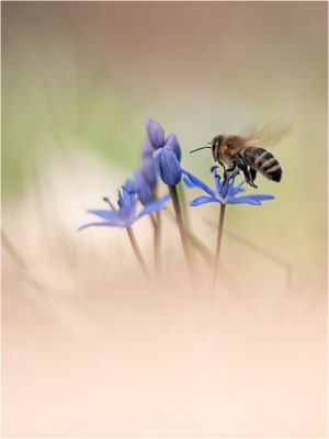 Honigbiene (Apis mellifera)