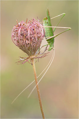 Lilienblatt-Sichelschrecke (Tylopsis lilifolia), Frankreich, Drôme