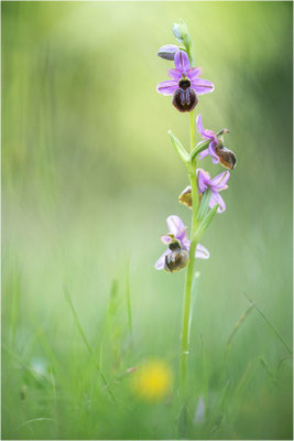 Ophrys aveyronensis