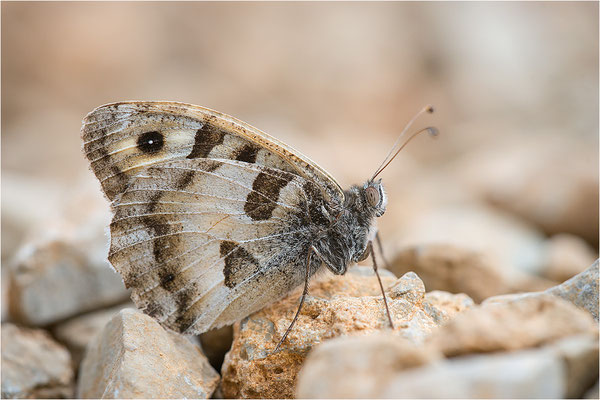 Berghexe (Chazara briseis), Männchen, Frankreich, Dep. Drôme