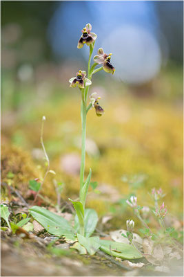 Norman´s Ragwurz (Ophrys normanii)