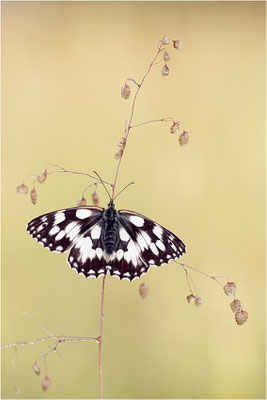 Schachbrettfalter (Melanargia galathea), Weibchen, Deutschland, Baden-Württemberg