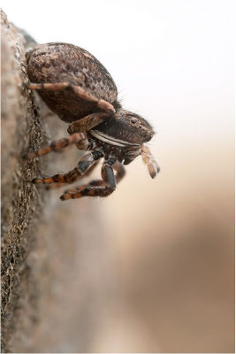 unbekannte Springspinne, Schweiz, Wallis
