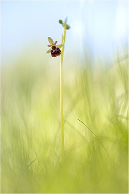 Hybride aus Spinnen- und Hummel-Ragwurz (Ophrys x aschersonii), Südlicher Oberrhein, Baden-Württemberg