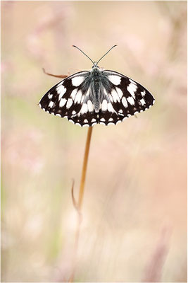 Schachbrettfalter (Melanargia galathea), Männchen, Deutschland, Baden-Württemberg