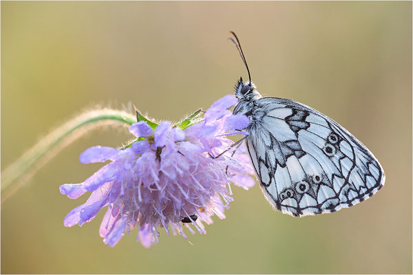 Schachbrettfalter (Melanargia galathea), Männchen, Deutschland, Baden-Württemberg