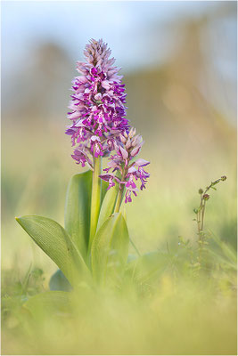 Helm-Knabenkraut (Orchis militaris), Schweden, Farö