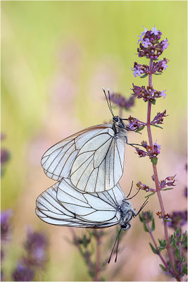 Baumweißling (Aporia crataegi), Paarung, Frankreich, Ardèche