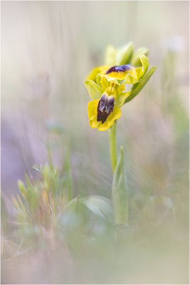 Ophrys lutea