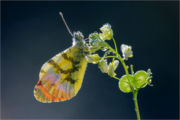 Gelber Aurorafalter (Anthocharis euphenoides), Frankreich, Ardèche