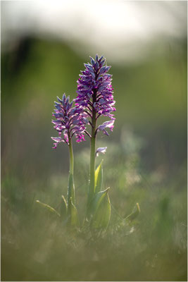 Orchis militaris