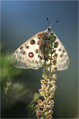 Roter Apollo (Parnassius apollo valdierensis), Italien, Piemont