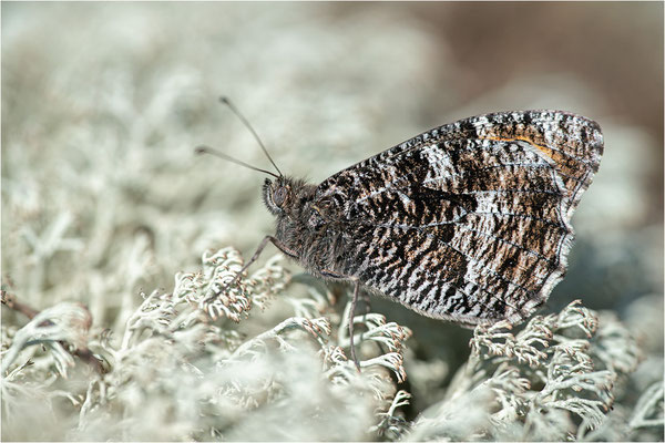 Rostbinde (Hipparchia semele, Aland, Finnland