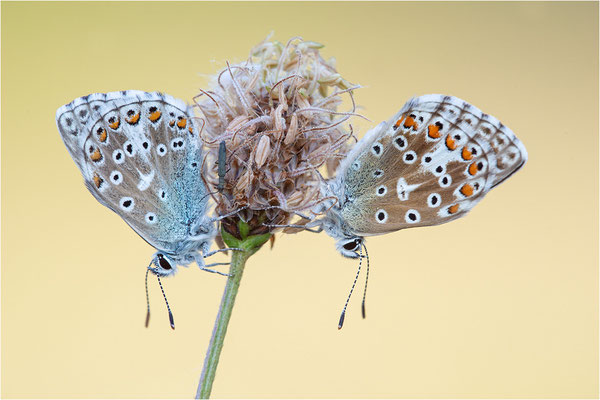 Himmelblauer Bläuling (Polyommatus bellargus), Deutschland, Baden-Württemberg