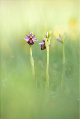 Ophrys aveyronensis