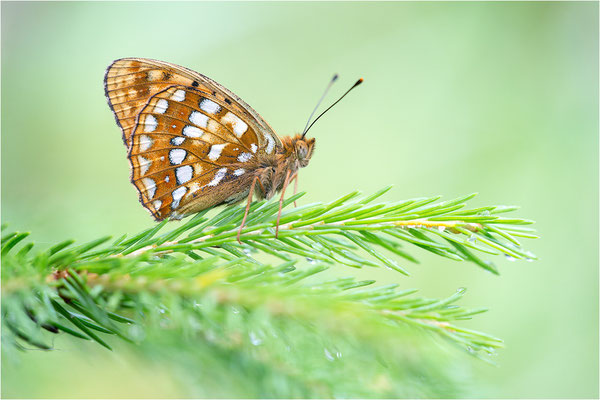 Großer Perlmutterfalter (Argynnis aglaja), Österreich, Tirol