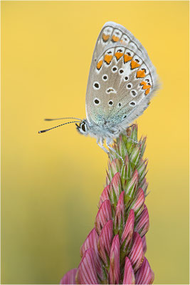 Gemeiner Bläuling (Polyommatus icarus), Deutschland, Baden-Württemberg